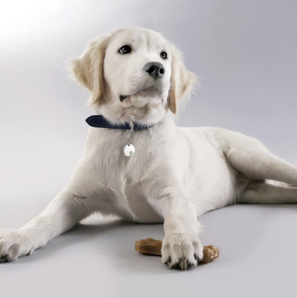 White Labrador dog wearing collar with Magnet Collar Accessory