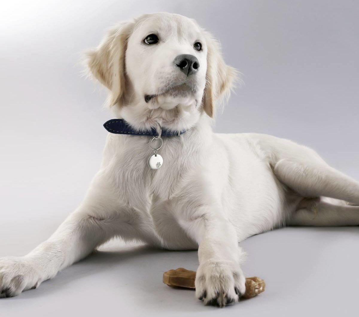 White Labrador dog wearing collar with Magnet Collar Accessory