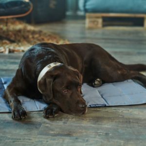 Black Labrador laying on a Magnet Blanket