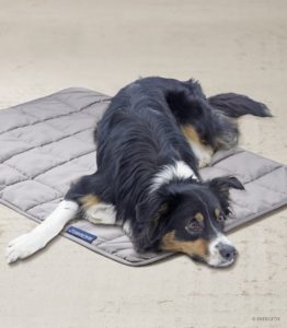 Magnet Blanket with boarder collie dog