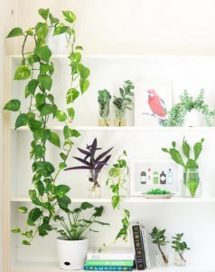 Wall shelves covered with various house plants