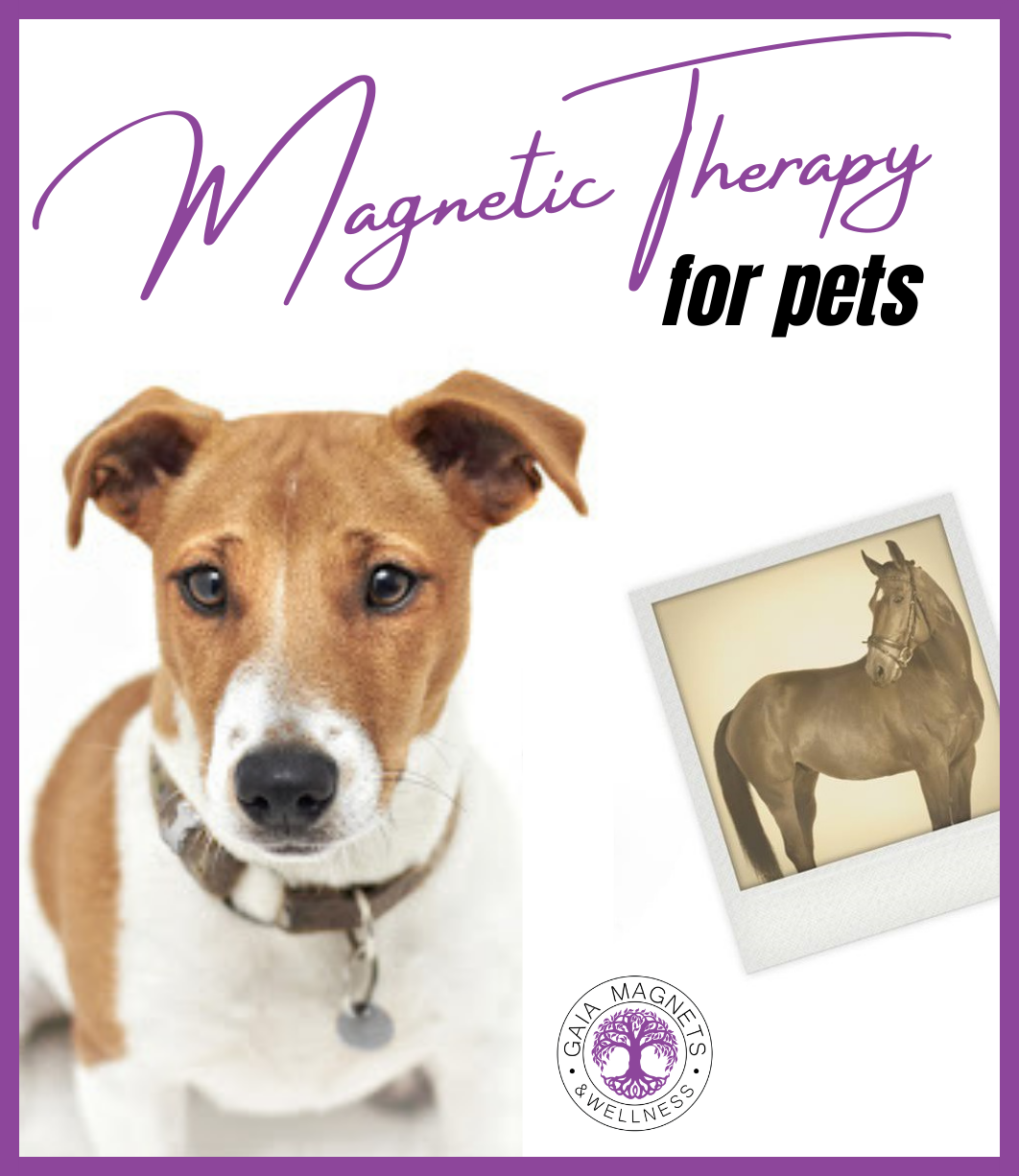 Link to Magnetic Therapy for Pets