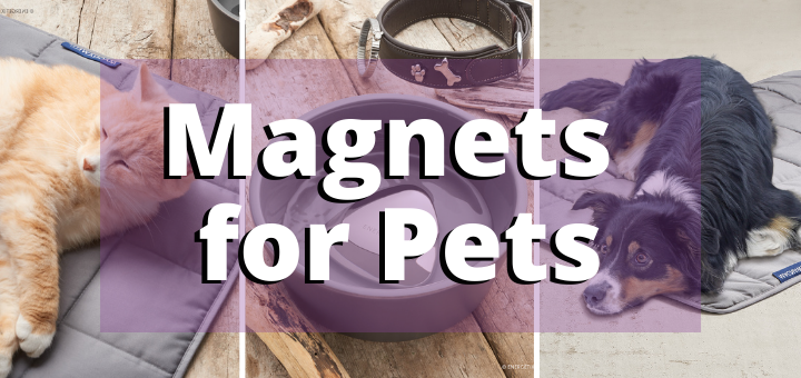 Magnets for Pets - photo of ginger cat and collie dog laying on magnet blankets