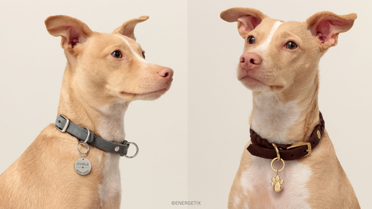 Two photos of a white and tan dog wearing a collar with different ENERGETIX Magnet accessories. One is a round pendant engraved with the dog's name. The other is a gold paw print motif pendant.