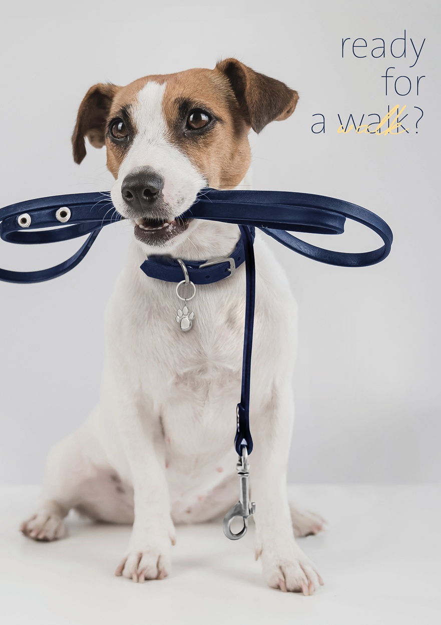 A Jack Russel dog with a lease in it's mouth, wearing a collar with an ENERGETIX Magnetic Paw Pendant